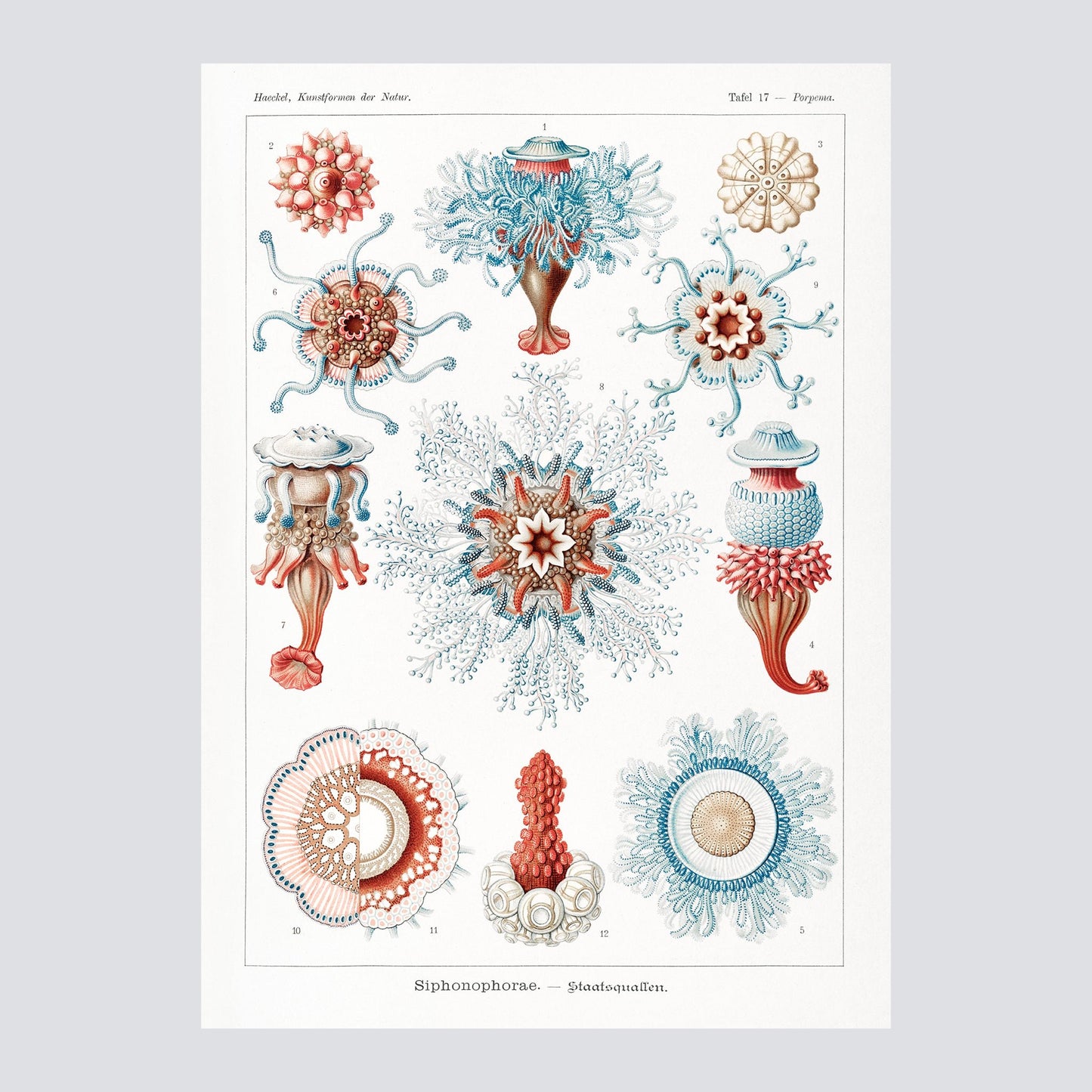 Siphonophorae–Staatsquallen from Kunstformen der Natur 1904 - Milisima Studio